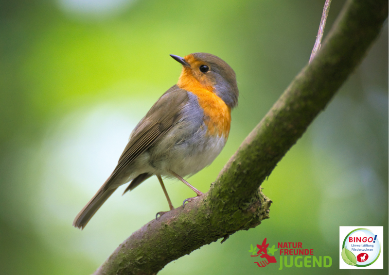 Vogelwanderung für Kinder/Jugendliche